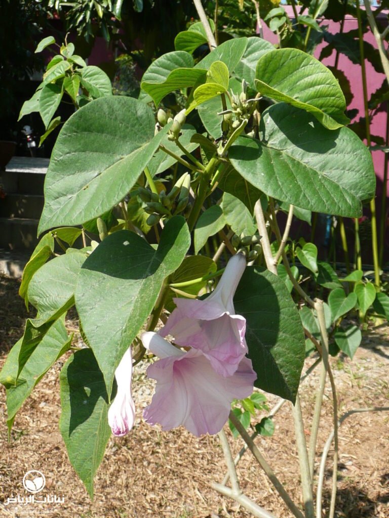 argyreia campanulata 1 1