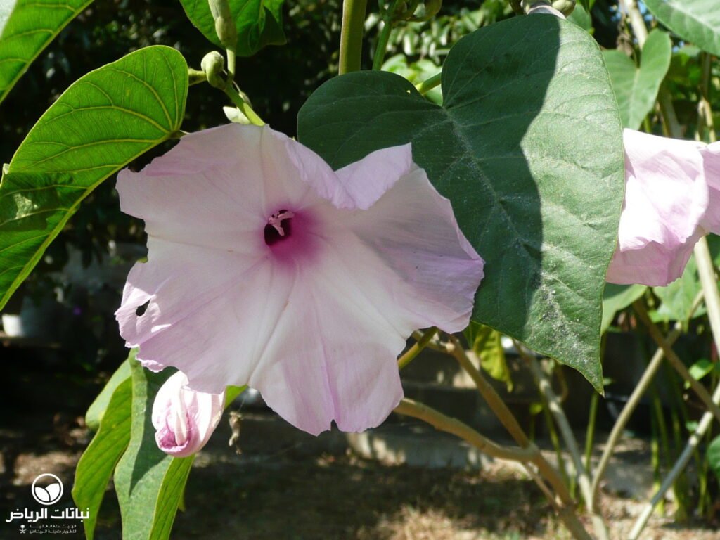 argyreia campanulata 3