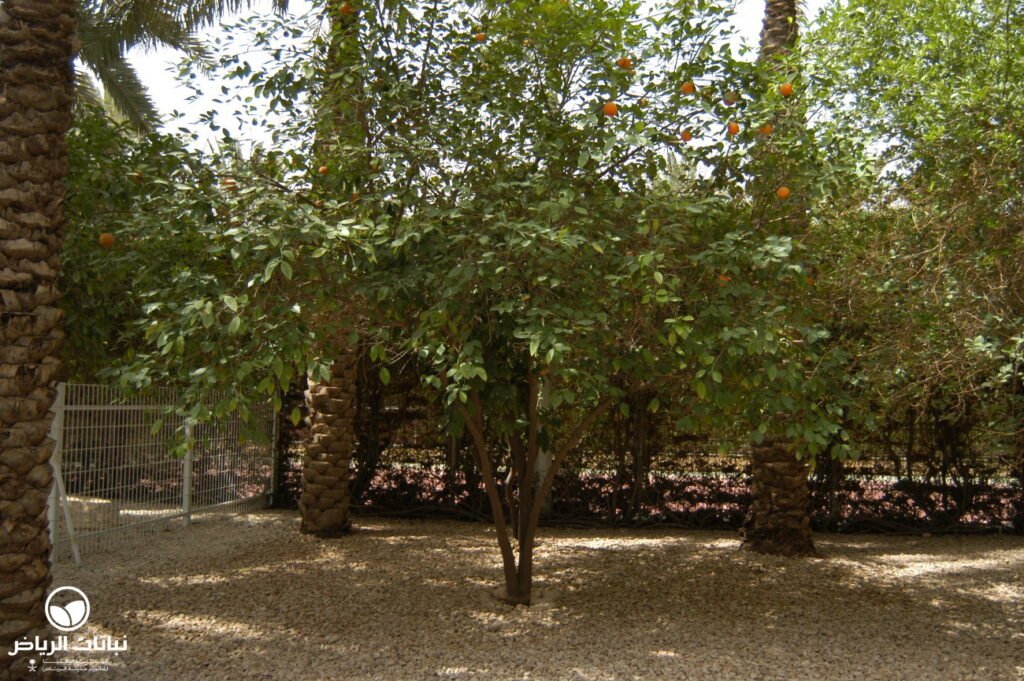 citrus aurantium 853 whole plant 1024x681
