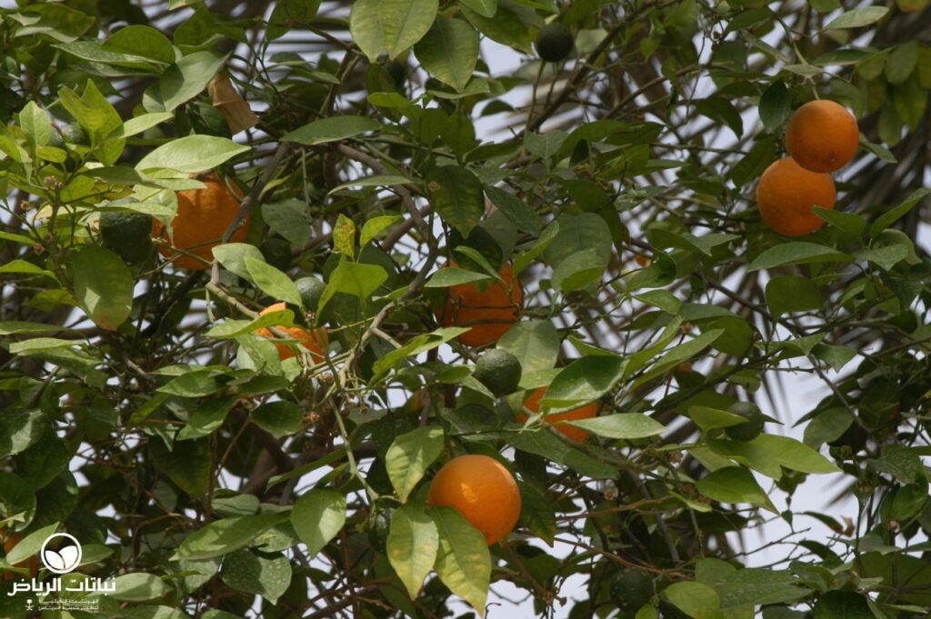 citrus aurantium 855 leaves