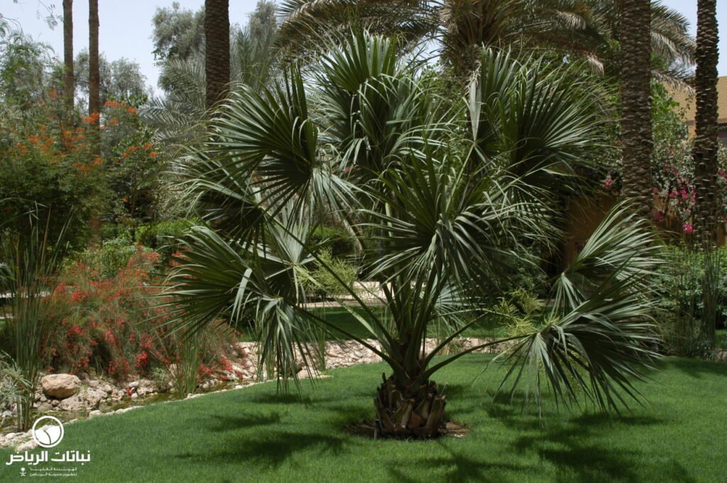 sabal palmetto01