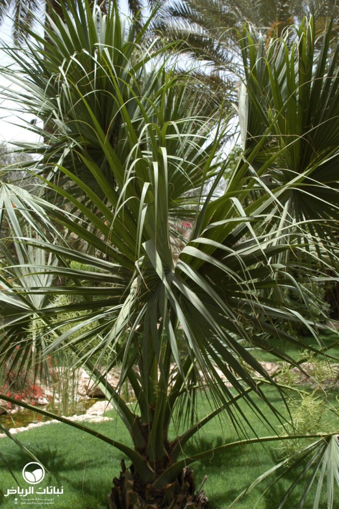 sabal palmetto02