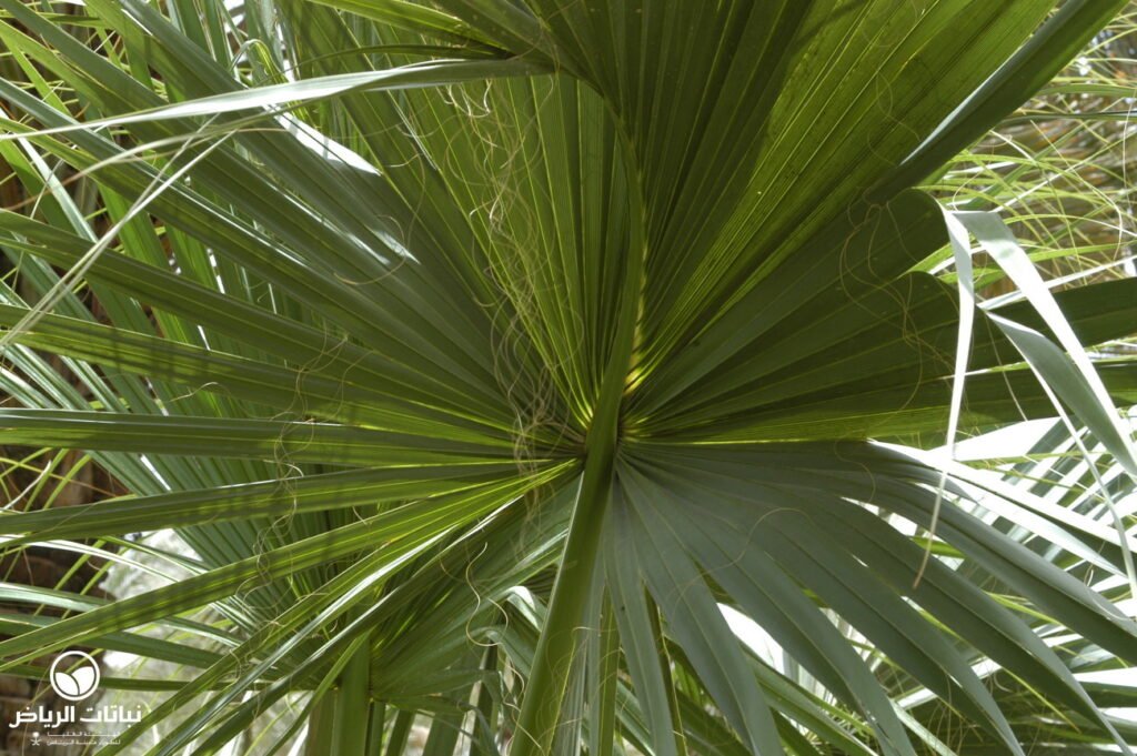 sabal palmetto03