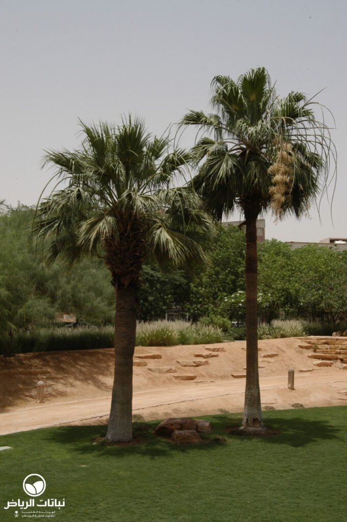 washingtonia filifera left02