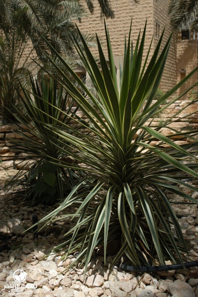 yucca aloifolia variegata01