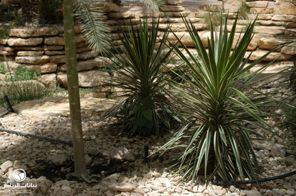 yucca aloifolia variegata03