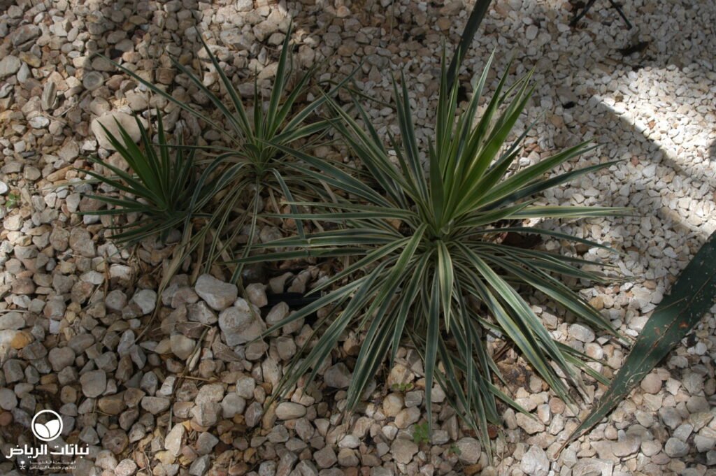 yucca aloifolia variegata05