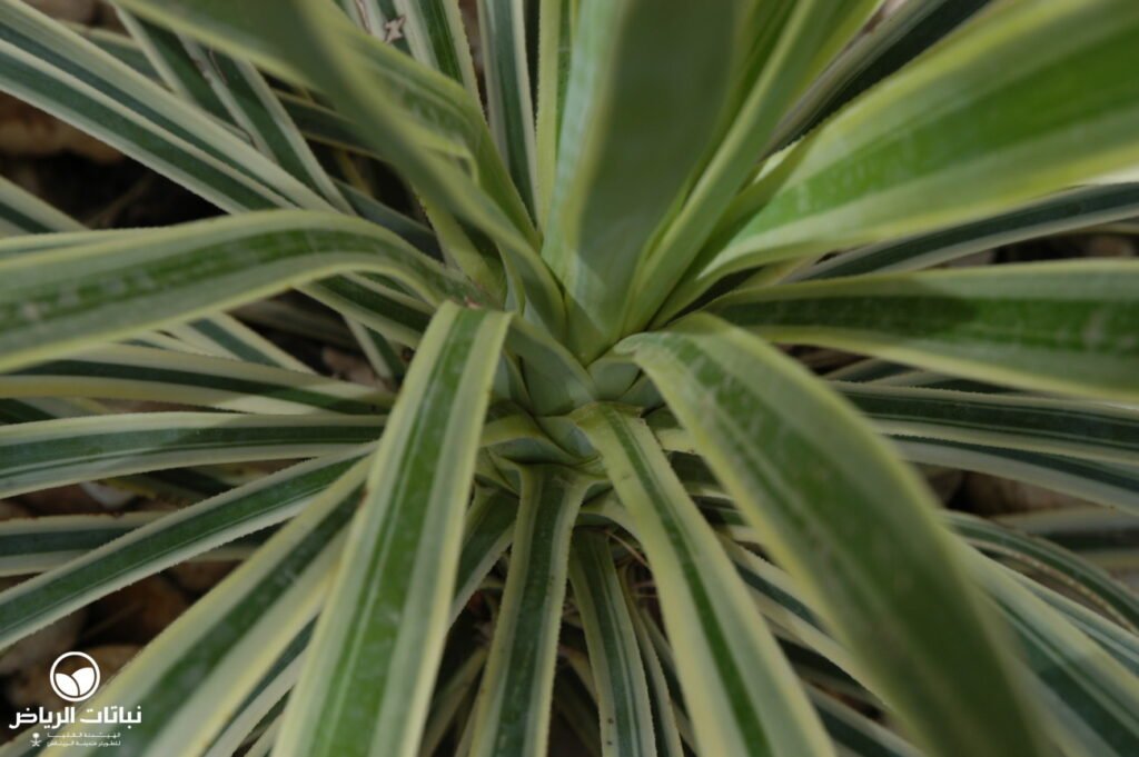 yucca aloifolia variegata08